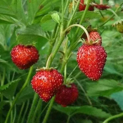 Земляника АЛЬПИЙСКАЯ  Земляника АЛЬПИЙСКАЯ в Мозыре