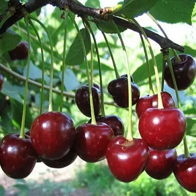 Вишня БЫСТРИНКА  Вишня БЫСТРИНКА в Мозыре