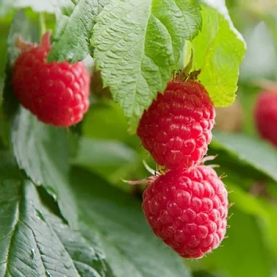 Малина МАРАВИЛЛА  Малина МАРАВИЛЛА в Мозыре