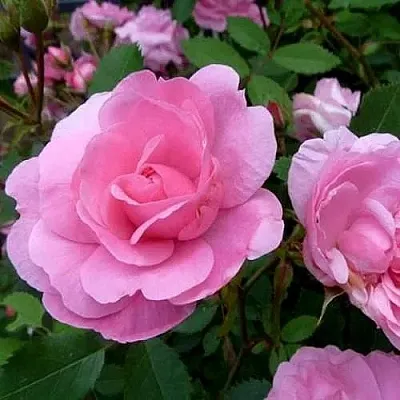 Роза ДЖОН ДЭВИС плетистая  Роза ДЖОН ДЭВИС плетистая в Мозыре