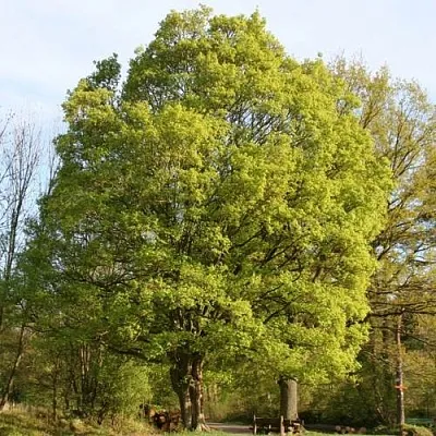 Клен полевой  Клен полевой в Мозыре