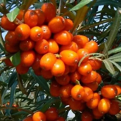 Облепиха ПЛАМЕННАЯ  Облепиха ПЛАМЕННАЯ в Мозыре