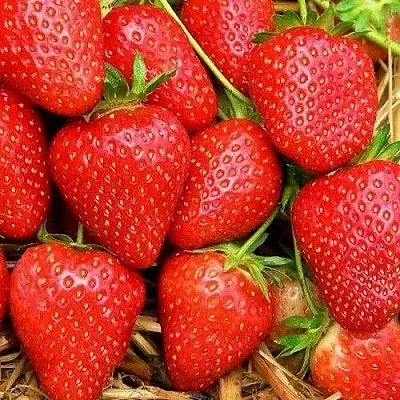 Клубника КВИКИ  Клубника КВИКИ в Мозыре