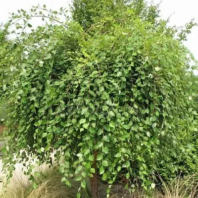 Береза САММЕР КАСКАД черная  Береза САММЕР КАСКАД черная в Мозыре