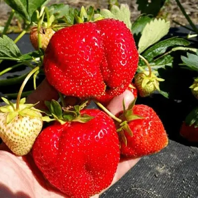 Клубника АПРИКА  Клубника АПРИКА в Мозыре