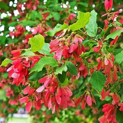 Клен татарский  Клен татарский в Мозыре