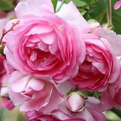 Роза ЖАСМИНА плетистая  Роза ЖАСМИНА плетистая в Мозыре