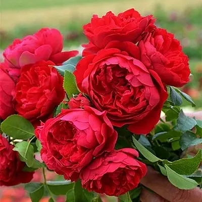 Роза ФЛОРЕНТИНА плетистая  Роза ФЛОРЕНТИНА плетистая в Мозыре