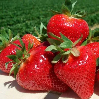 Клубника ДЖОЛИ  Клубника ДЖОЛИ в Мозыре