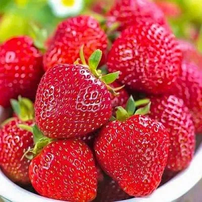 Клубника СИЛЬВИЯ  Клубника СИЛЬВИЯ в Мозыре