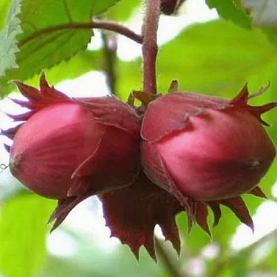 Фундук АЙВЕНГО  Фундук АЙВЕНГО в Мозыре