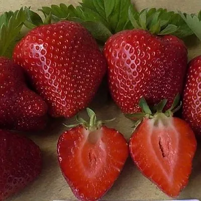 Клубника САНДРА  Клубника САНДРА в Мозыре