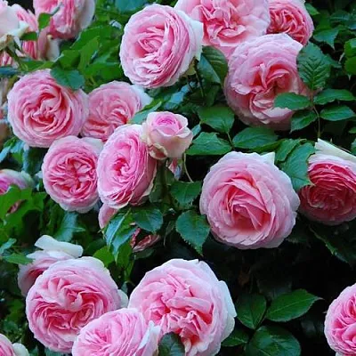 Роза ПЬЕР ДЕ РОНСАР плетистая  Роза ПЬЕР ДЕ РОНСАР плетистая в Мозыре