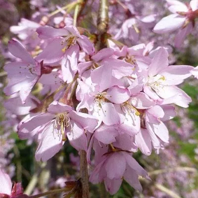 Сакура ПЕНДУЛА РУБРА  Сакура ПЕНДУЛА РУБРА в Мозыре