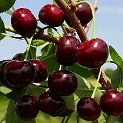 Вишня РОВЕСНИЦА  Вишня РОВЕСНИЦА в Мозыре