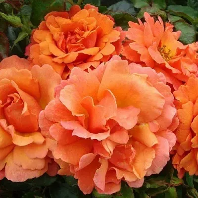 Роза БРИДЖ ОФ САЙЗ плетистая  Роза БРИДЖ ОФ САЙЗ плетистая в Мозыре