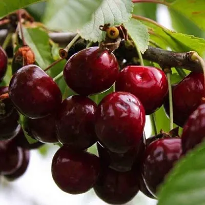 Вишня НОВОДВОРСКАЯ  Вишня НОВОДВОРСКАЯ в Мозыре