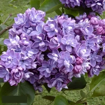 Сирень АМИ ШОТТ в Мозыре