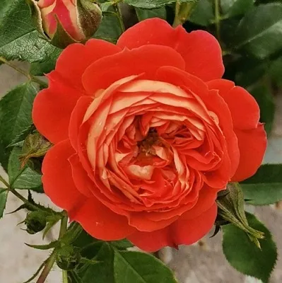 Роза СТАРЛЕТ РОУЗ КАРМЕН плетистая  Роза СТАРЛЕТ РОУЗ КАРМЕН плетистая в Мозыре