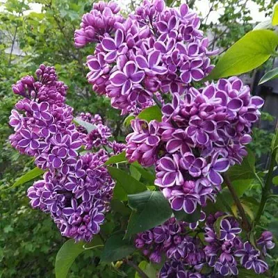 Сирень СЕНСАЦИЯ в Мозыре