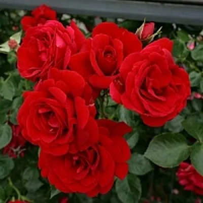 Роза СИМПАТИЯ плетистая  Роза СИМПАТИЯ плетистая в Мозыре