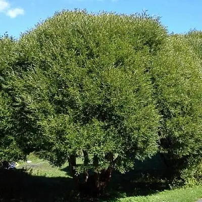 Ива ломкая   Ива ломкая  в Мозыре