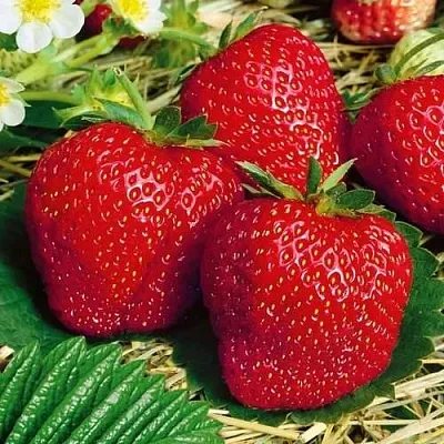 Клубника ВИМА ЗАНТА  Клубника ВИМА ЗАНТА в Мозыре