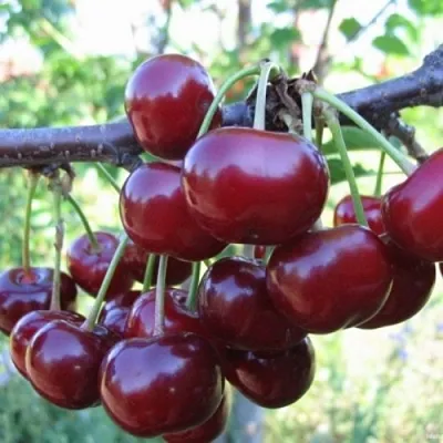 Вишня НОРД СТАР  Вишня НОРД СТАР в Мозыре