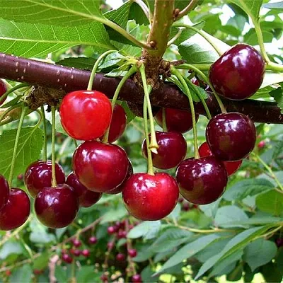 Вишня БРУСНИЦЫНА степная  Вишня БРУСНИЦЫНА степная в Мозыре