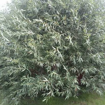 Ива СЕРЕБРИСТАЯ  Ива СЕРЕБРИСТАЯ в Мозыре