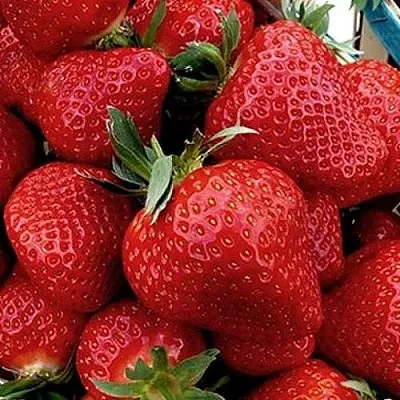 Клубника КЛЕРИ  Клубника КЛЕРИ в Мозыре