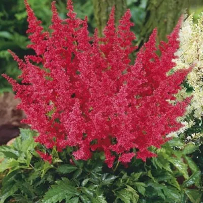 Астильба МОНТГОМЕРИ японская в Мозыре