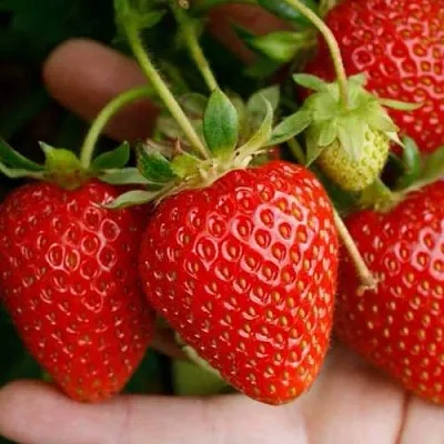 Клубника ПОРТОЛА ремонтантная  Клубника ПОРТОЛА ремонтантная в Мозыре