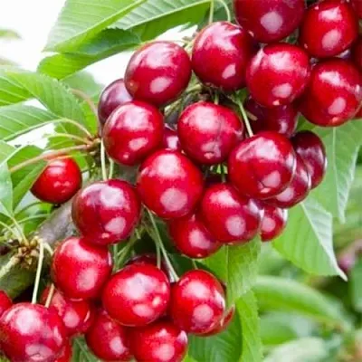 Вишня МАЛЮТКА колонновидная  Вишня МАЛЮТКА колонновидная в Мозыре