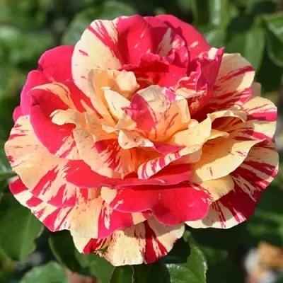 Роза ВАНИЛЛА ФРАЙЗ плетистая  Роза ВАНИЛЛА ФРАЙЗ плетистая в Мозыре