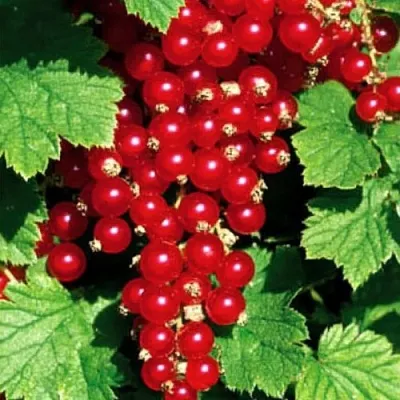 Смородина красная РЕД ЛЕЙК  Смородина красная РЕД ЛЕЙК в Мозыре