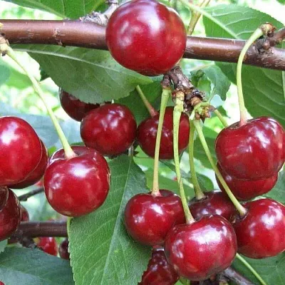 Вишня ТУРГЕНЕВКА  Вишня ТУРГЕНЕВКА в Мозыре