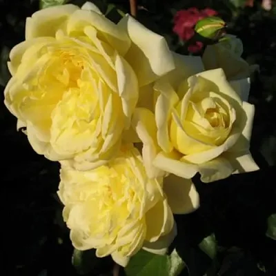 Роза КАЗИНО плетистая  Роза КАЗИНО плетистая в Мозыре