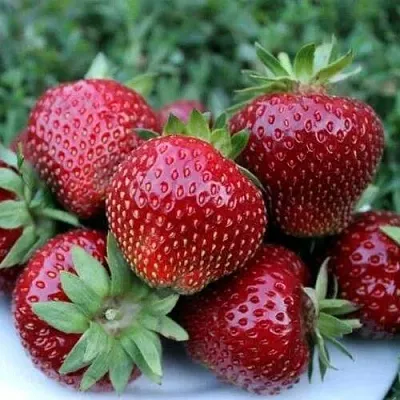 Клубника МАЛЬВИНА  Клубника МАЛЬВИНА в Мозыре