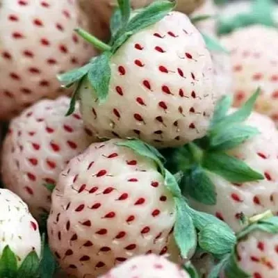 Клубника АНАНАСА ремонтантная  Клубника АНАНАСА ремонтантная в Мозыре