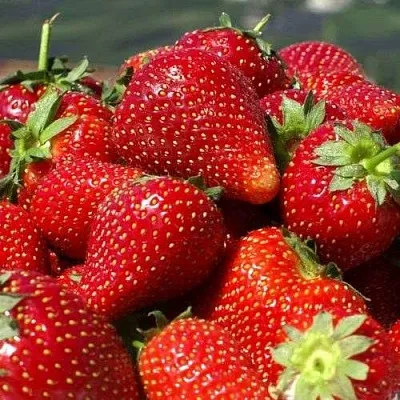 Клубника ПИРЧИНКЬЮ  Клубника ПИРЧИНКЬЮ в Мозыре