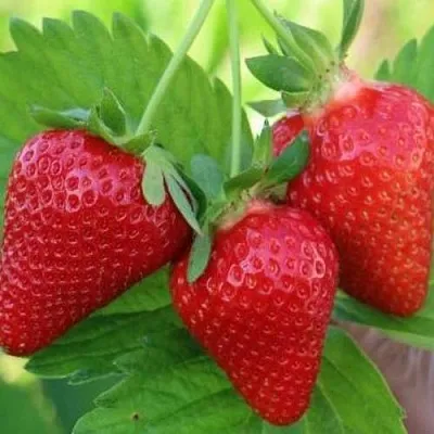 Клубника КЛОДИЯ  Клубника КЛОДИЯ в Мозыре