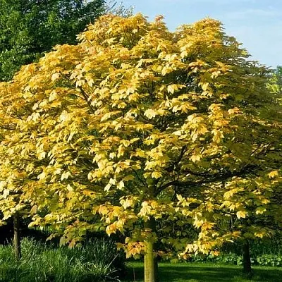 Клен ложноплатановый  Клен ложноплатановый в Мозыре