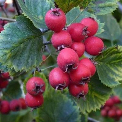 Боярышник АРНОЛЬДА  Боярышник АРНОЛЬДА в Мозыре