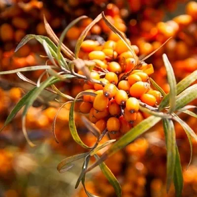 Облепиха ФИНСКАЯ  Облепиха ФИНСКАЯ в Мозыре