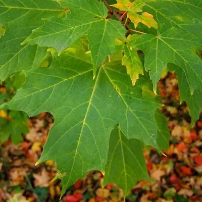 Клен сахарный  Клен сахарный в Мозыре