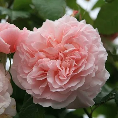 Роза РОЗ ДЕ ТОЛБИАК плетистая  Роза РОЗ ДЕ ТОЛБИАК плетистая в Мозыре