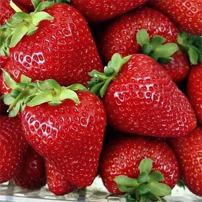 Клубника СКАЛА  Клубника СКАЛА в Мозыре