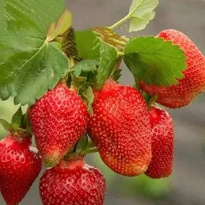 Клубника АЗИЯ  Клубника АЗИЯ в Мозыре