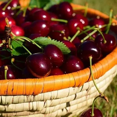 Вишня НЕСВИЖСКАЯ  Вишня НЕСВИЖСКАЯ в Мозыре